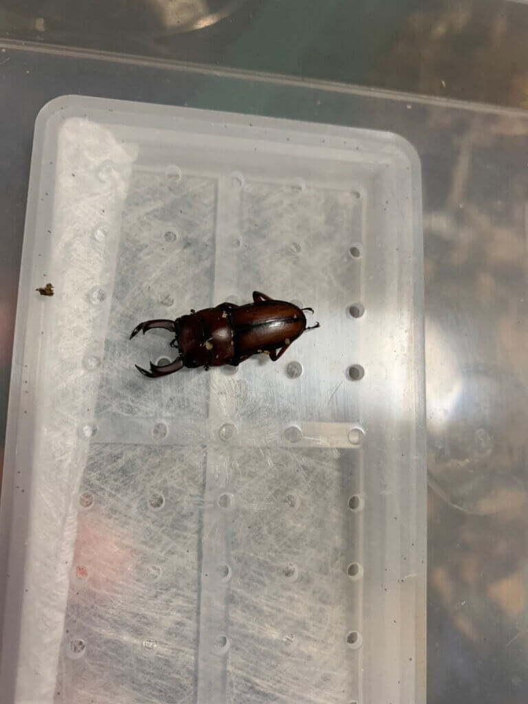 エレガントゥルスコクワガタ　スマトラベンクール