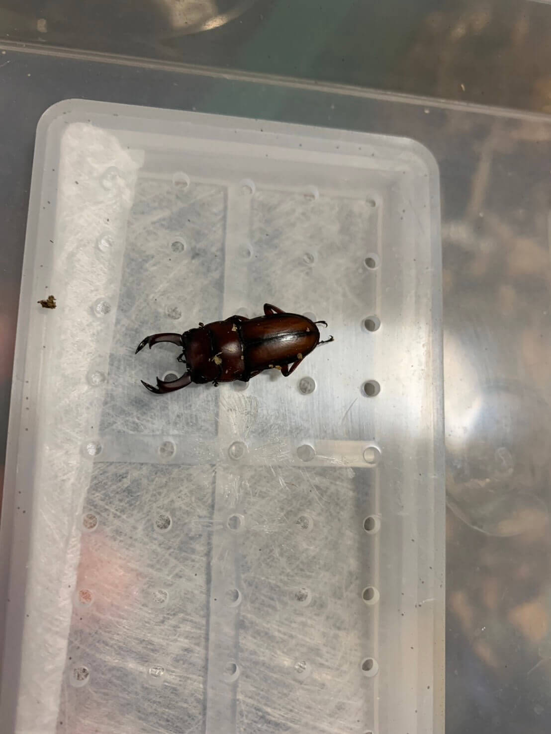 エレガントゥルスコクワガタ スマトラベンクール