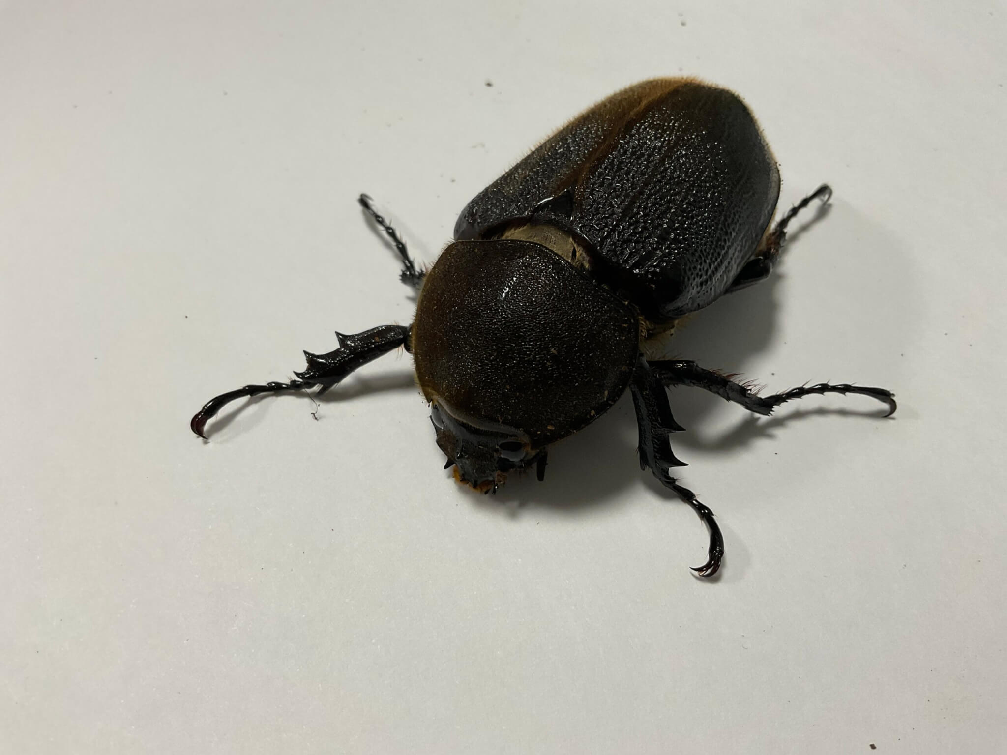 ヘラクレス・ヘラクレス