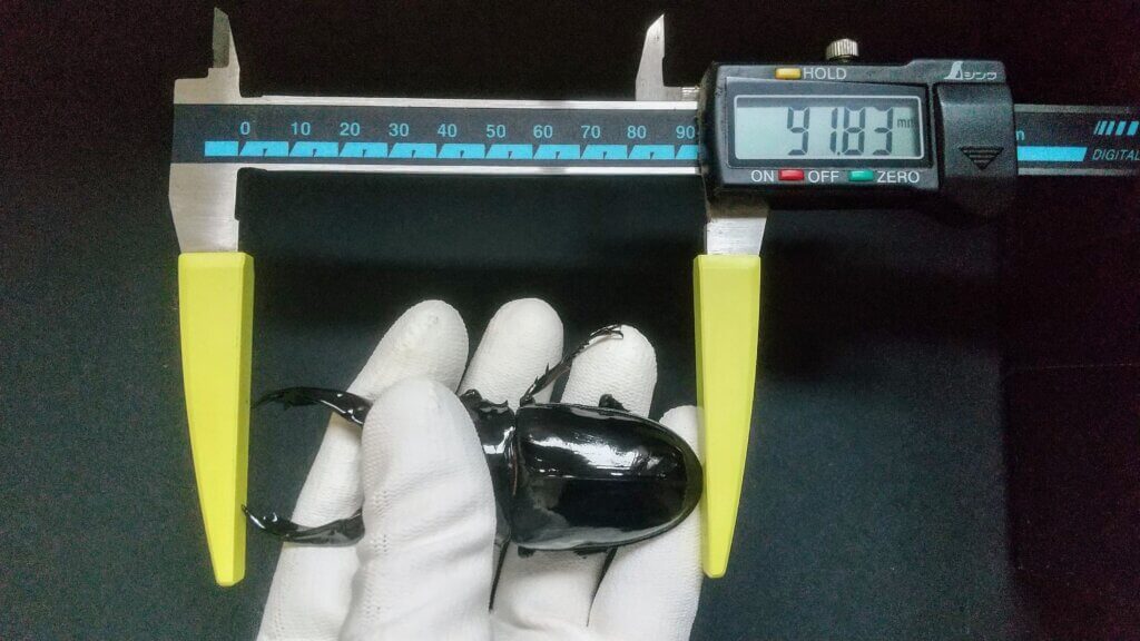 レギウスオオツヤクワガタ