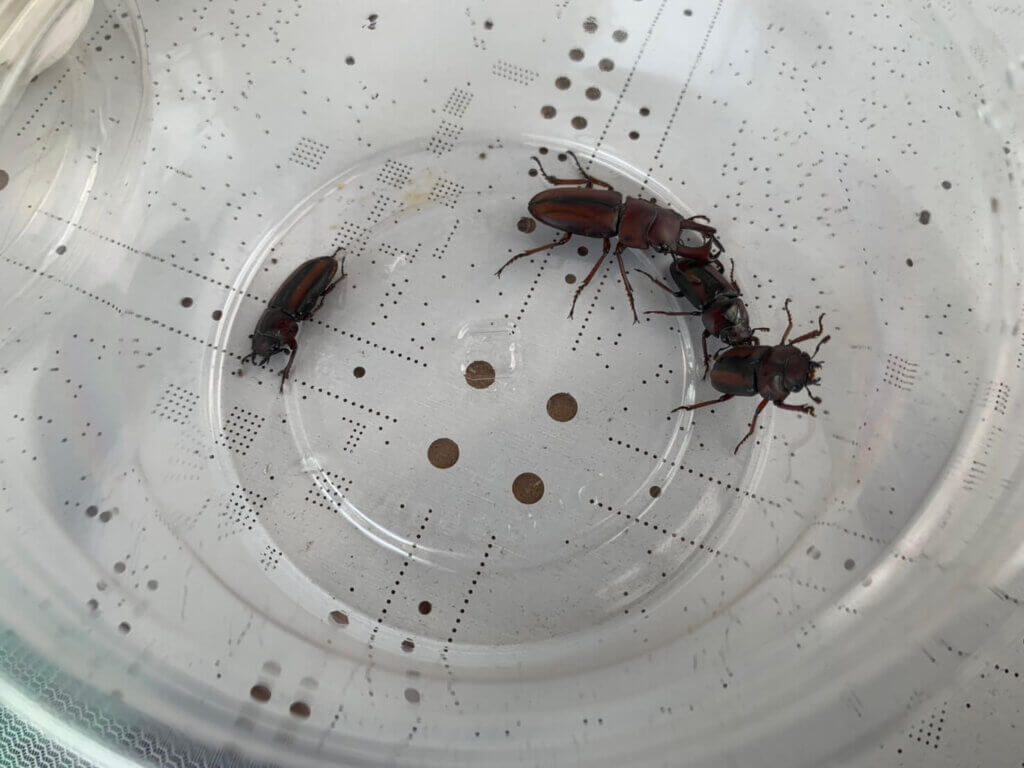 エレガントゥルスコクワガタ　スマトラベンクール