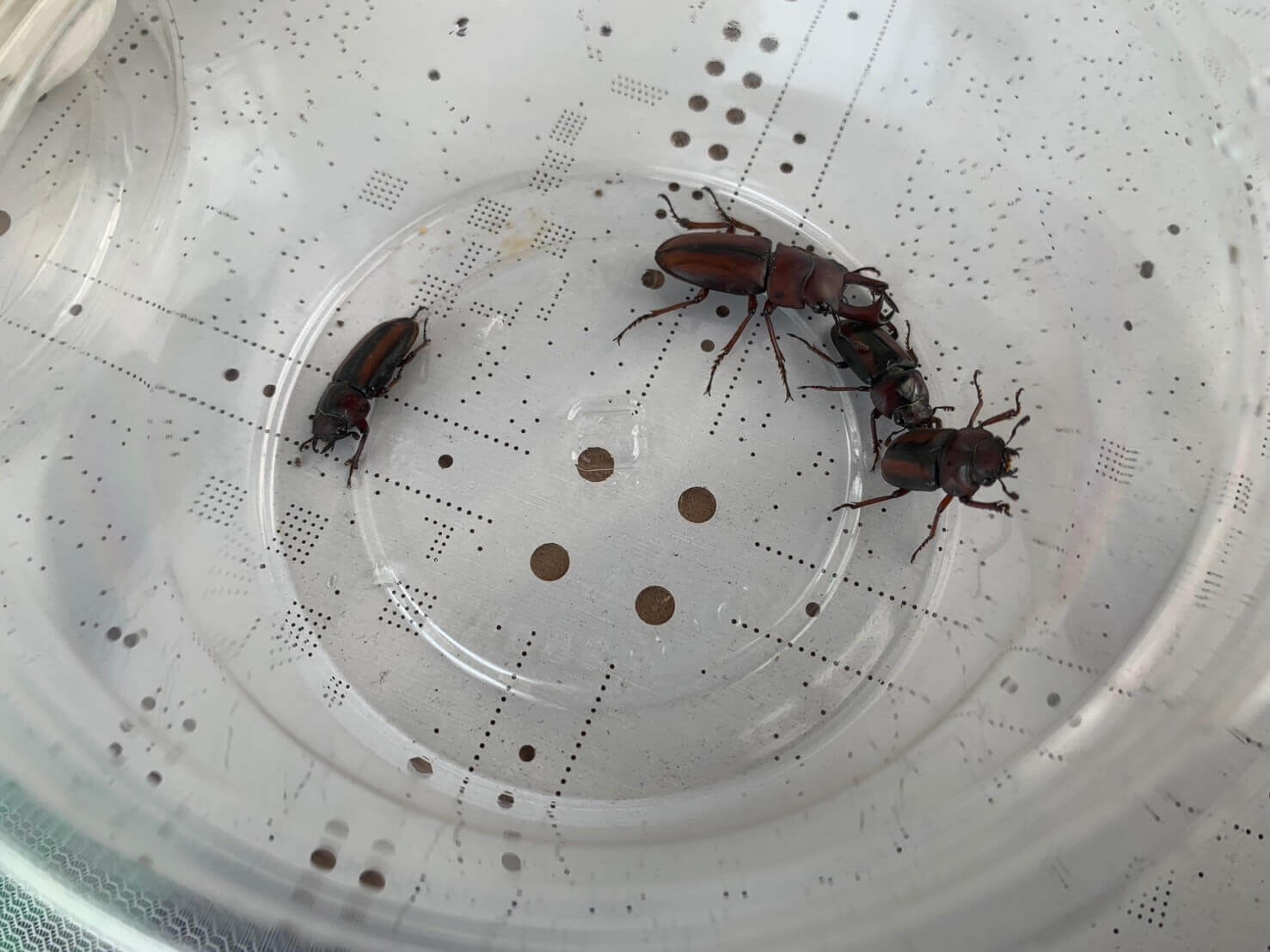 エレガントゥルスコクワガタ スマトラベンクール