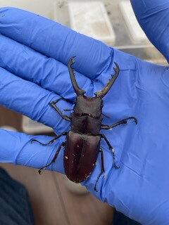 ギラファノコギリクワガタ　ティモレンシス