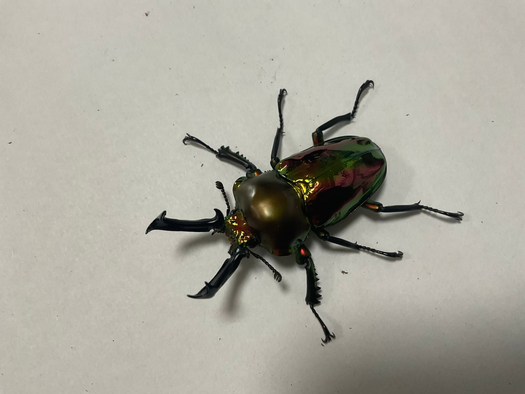 ニジイロクワガタ