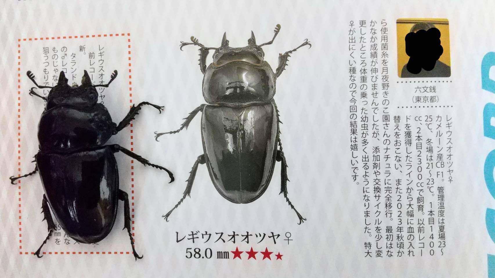 レギウスオオツヤクワガタ