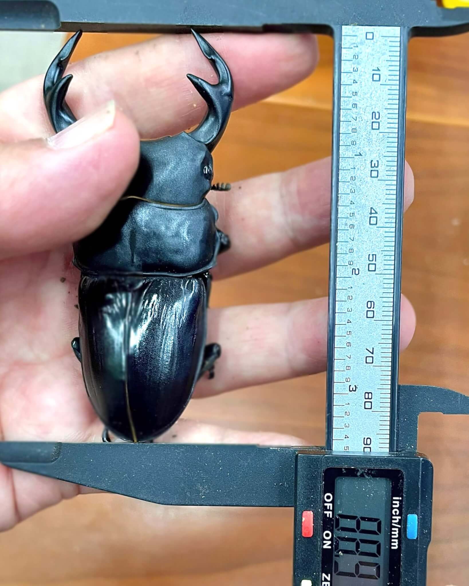 グランディスオオクワガタ インドマニプールラムカ