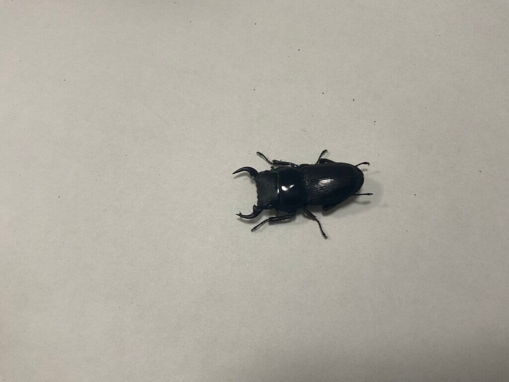 パリ―オオクワガタ