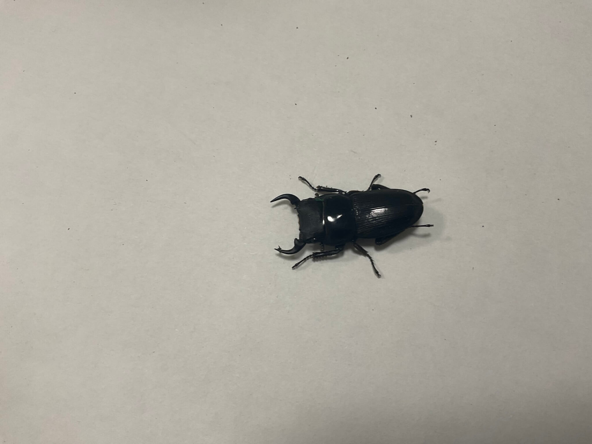 パリ―オオクワガタ