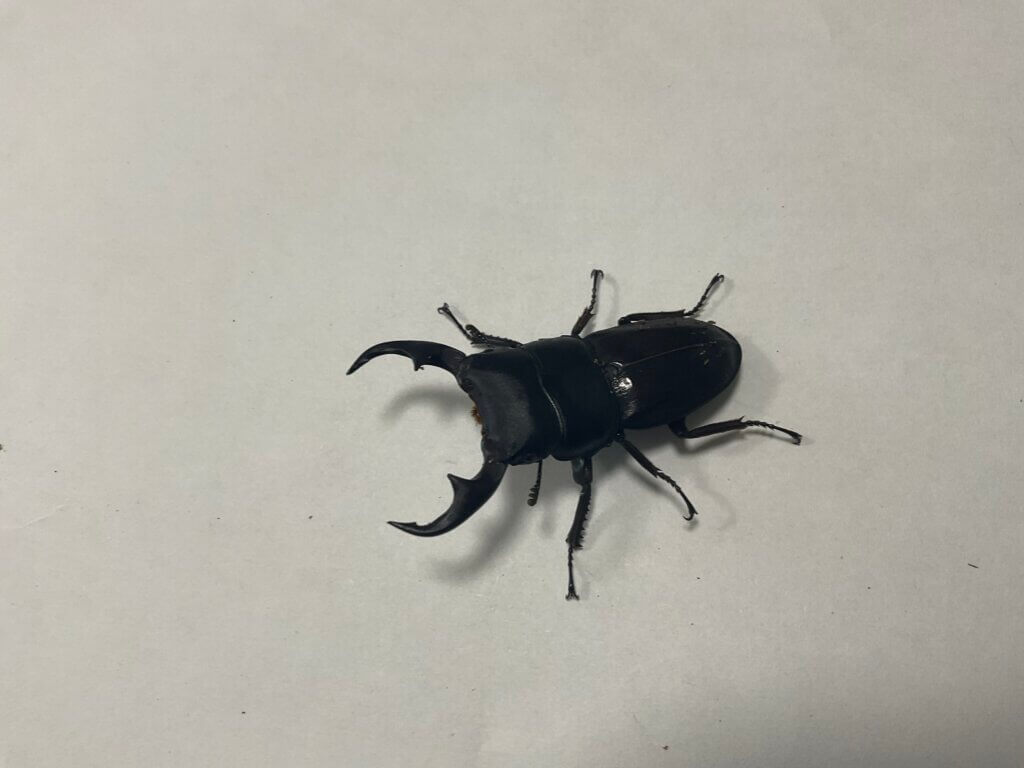 パリ―オオクワガタ