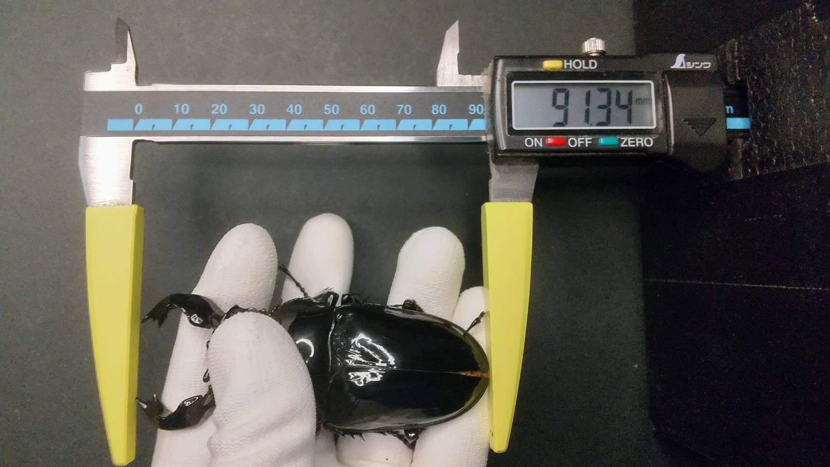 タランドゥスオオツヤクワガタ