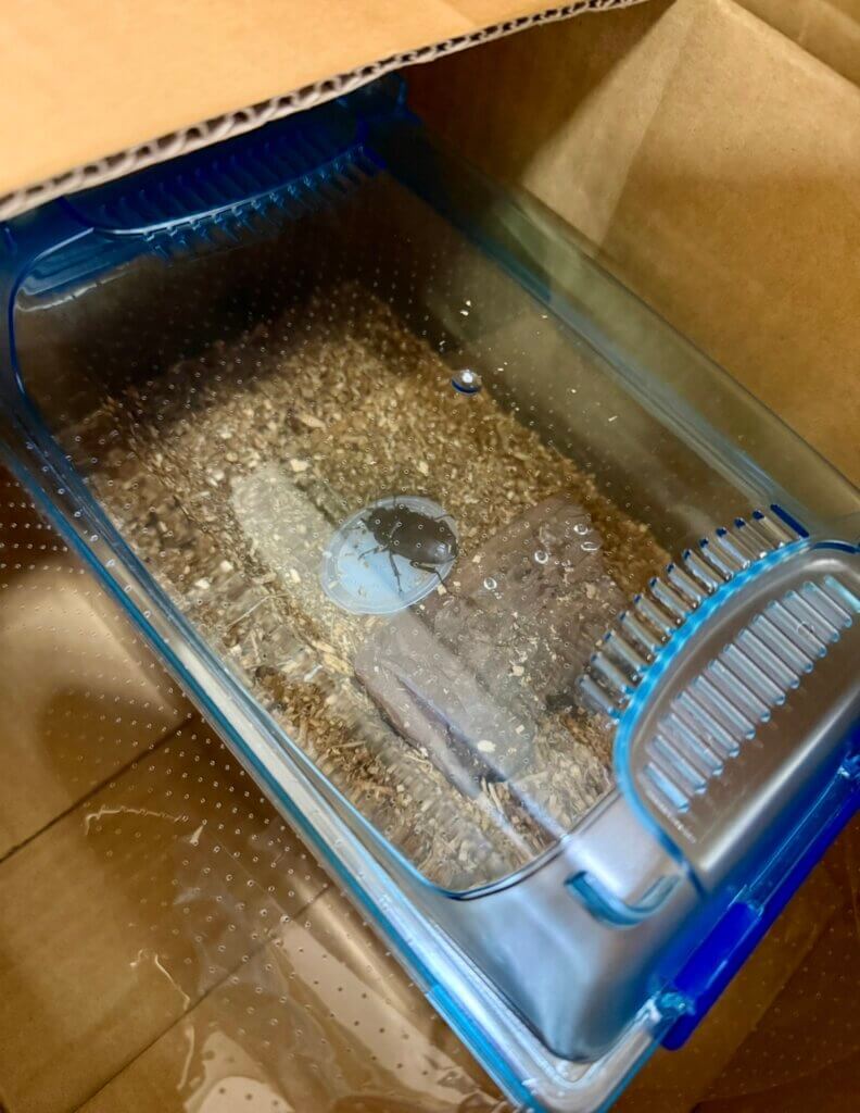 国産ノコギリクワガタ