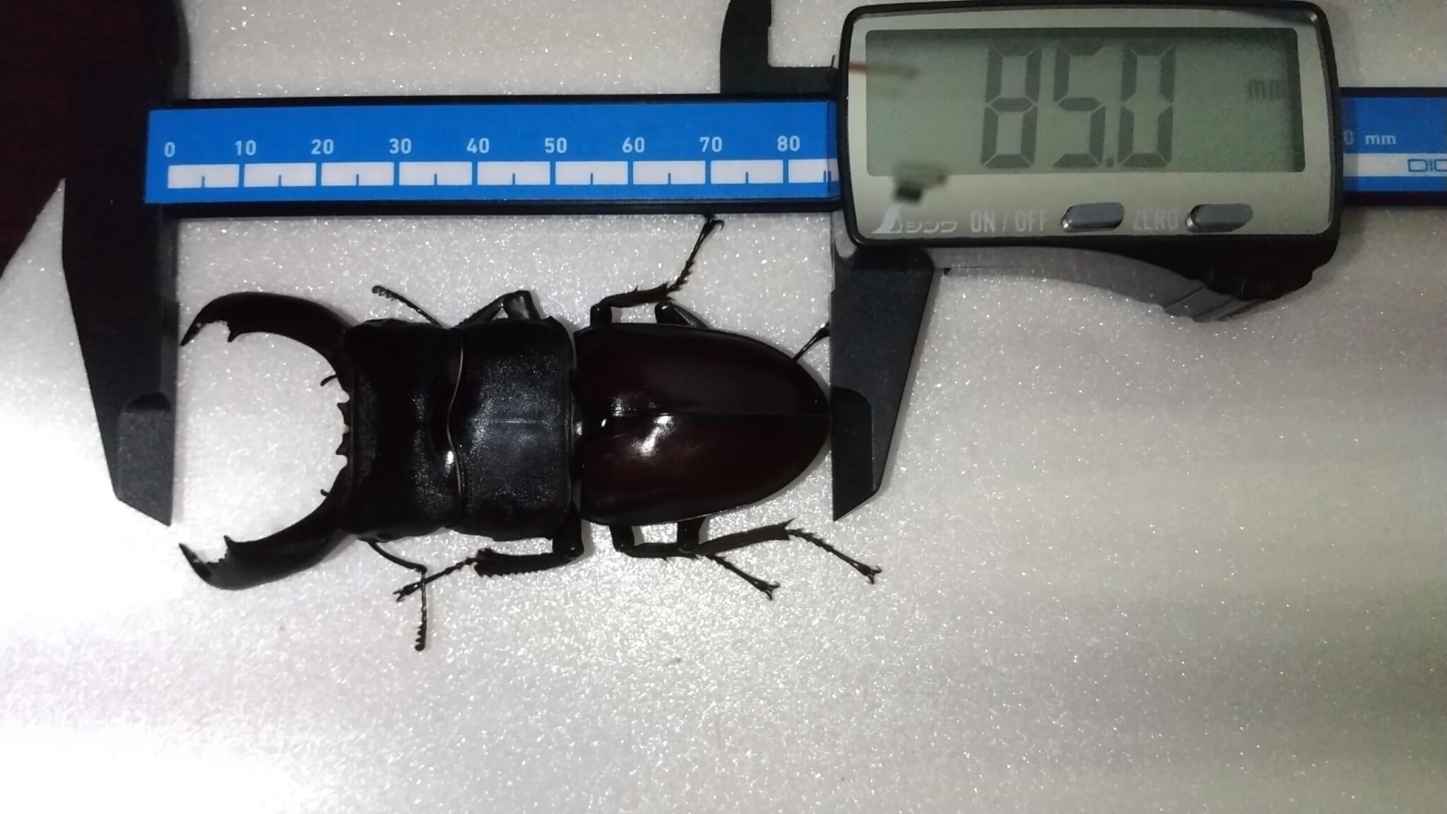 フィリピンヒラタクワガタ 南カマリネス