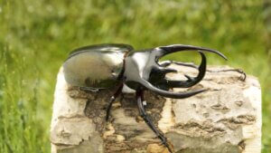 コーカサスオオカブト