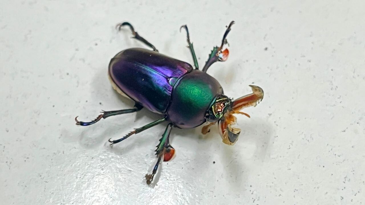 パプアキンイロクワガタ