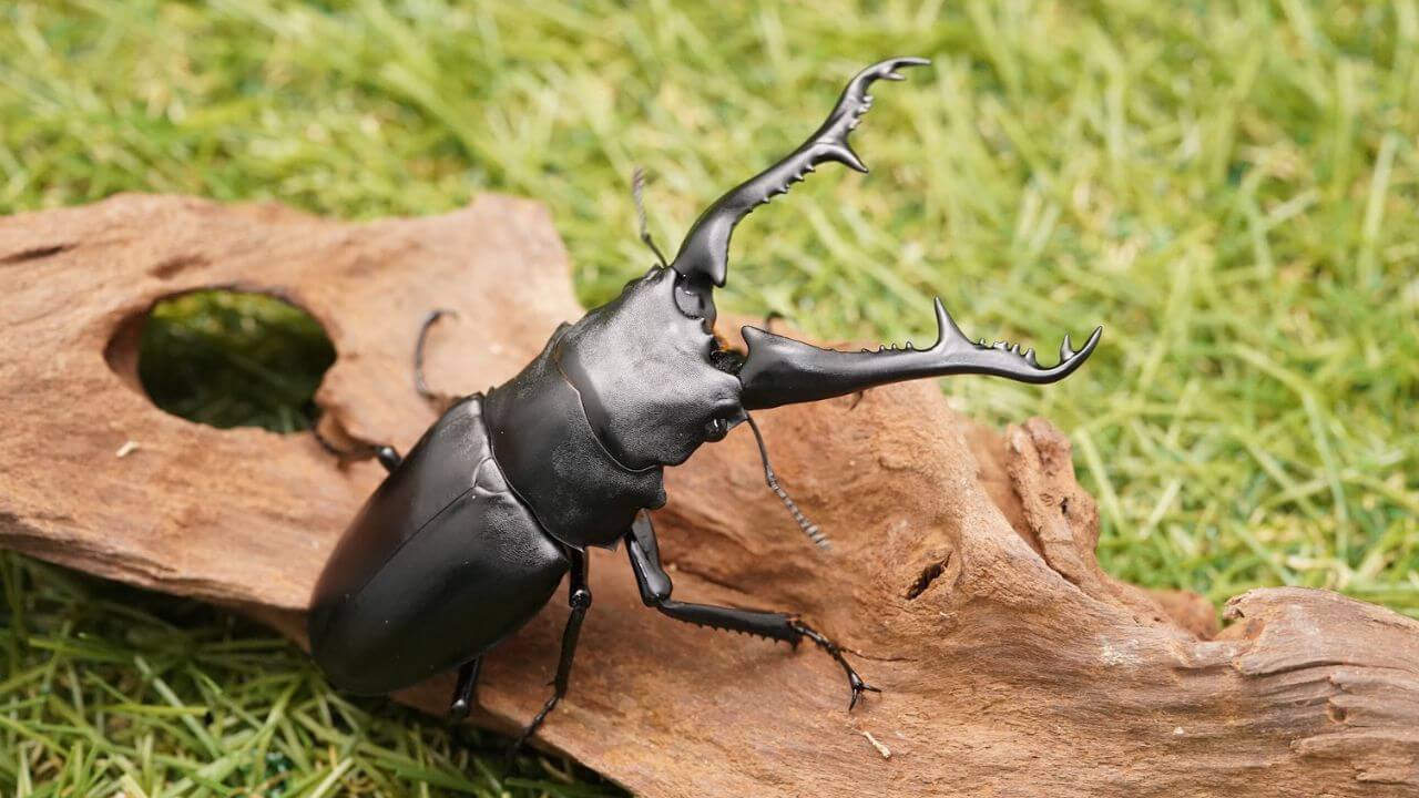 ギラファノコギリクワガタ