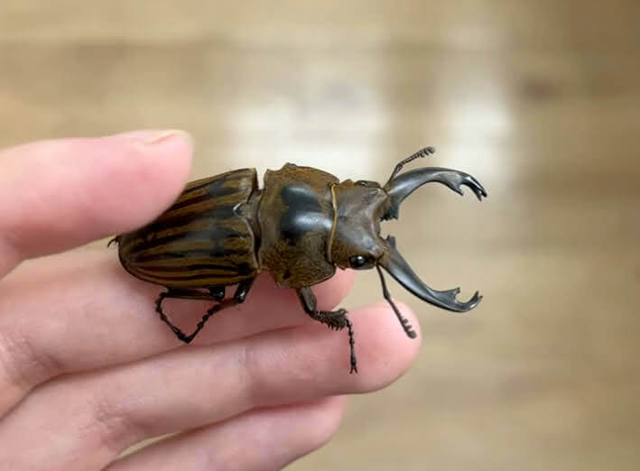 ストリアータツヤクワガタ