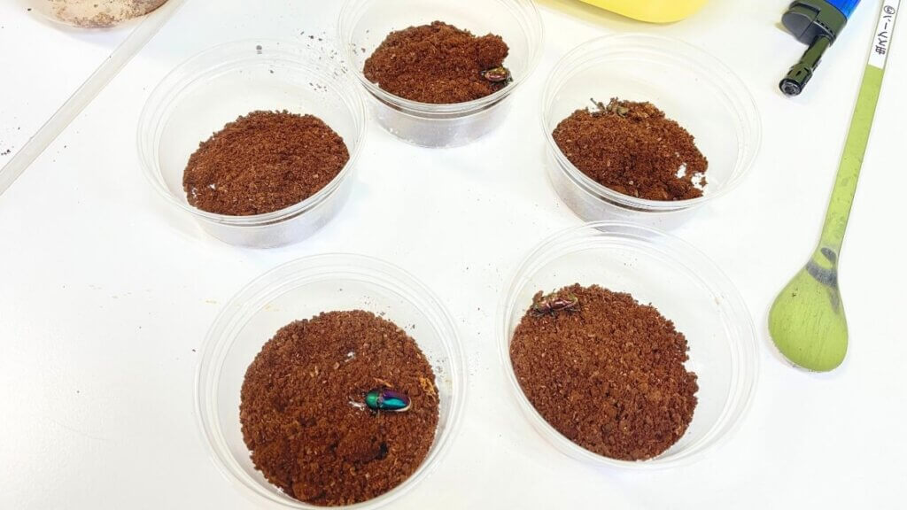 パプアキンイロクワガタ