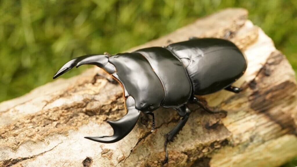 アンタエウスオオクワガタ