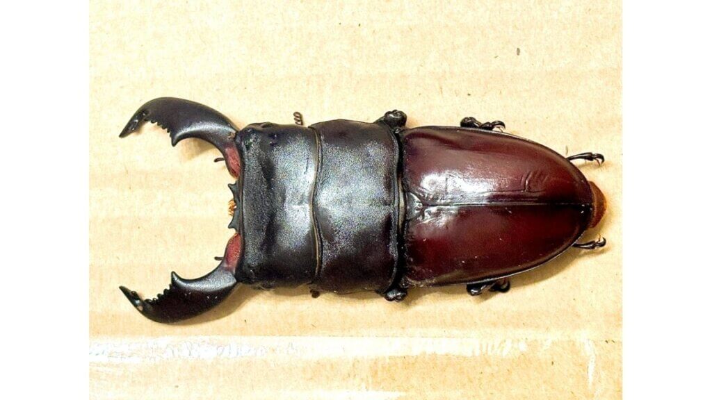 スマトラヒラタ　korn