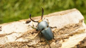 パプアキンイロクワガタ