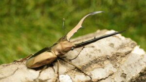 メタリフェルホソアカクワガタ