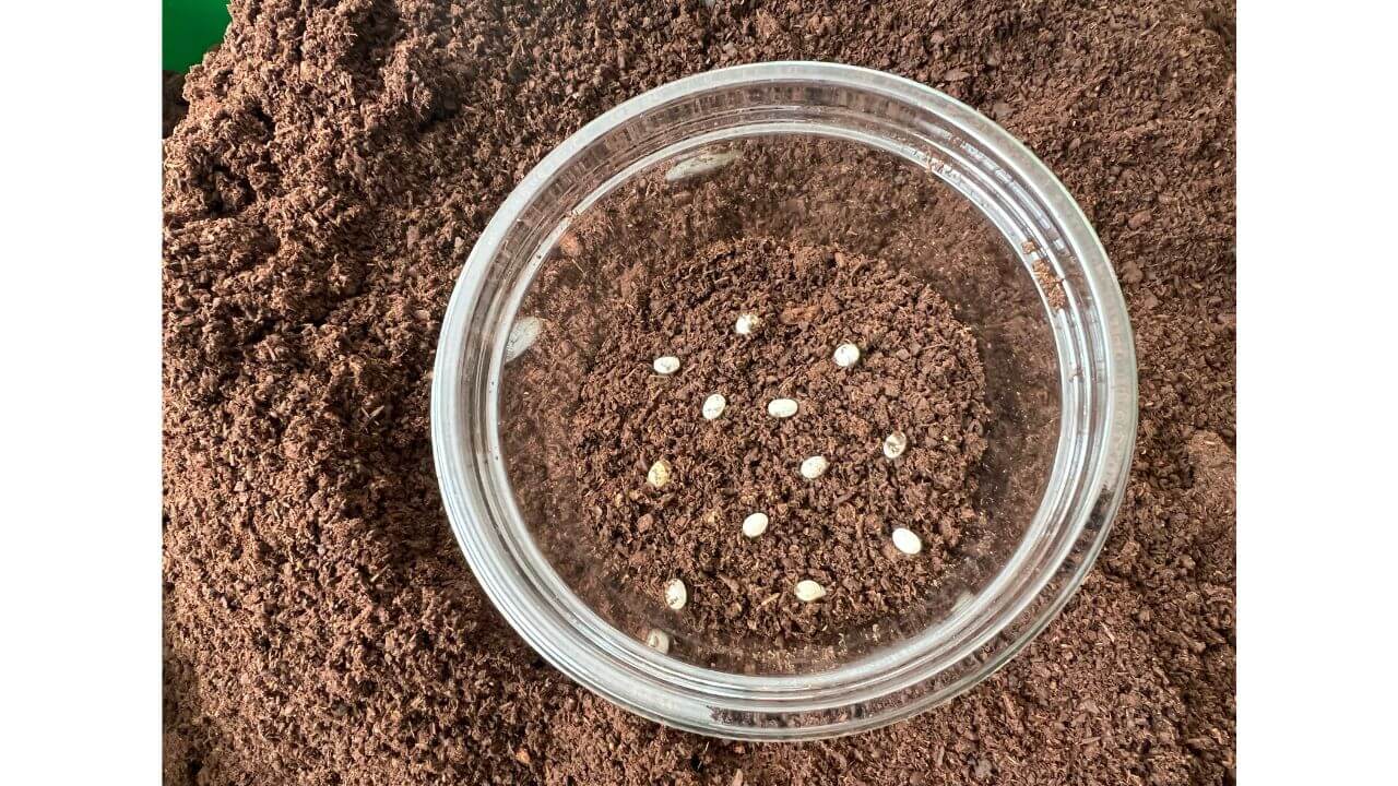 ヘラクレスリッキー卵