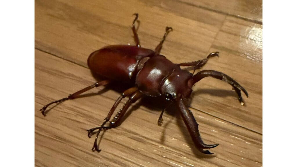 ディディエールシカクワガタ