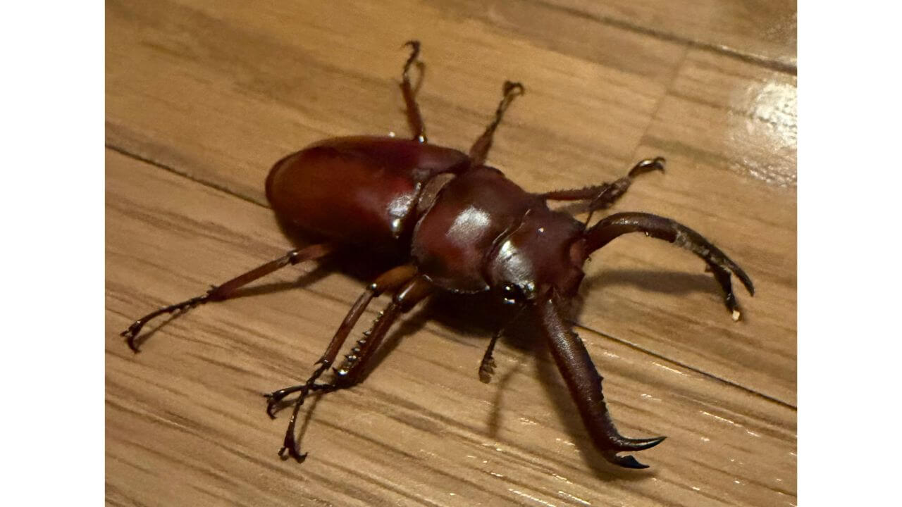 ディディエールシカクワガタ