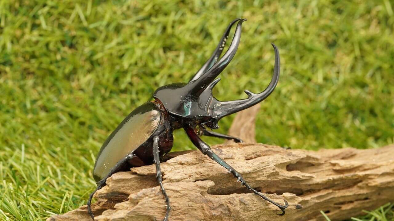 コーカサスオオカブト