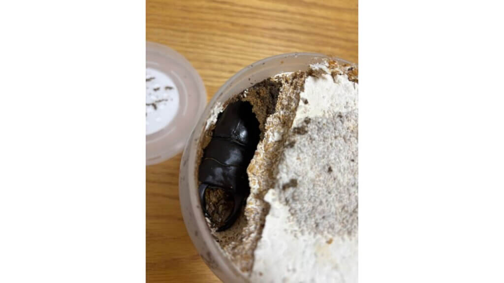 国産オオクワガタ　YG血統