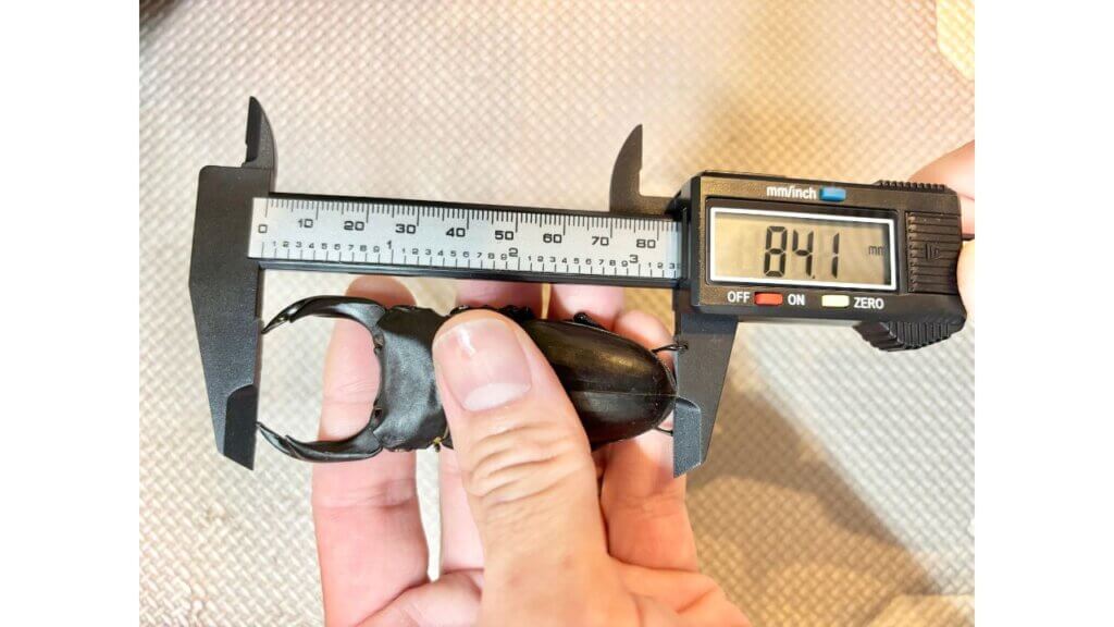 国産オオクワガタ　YG血統