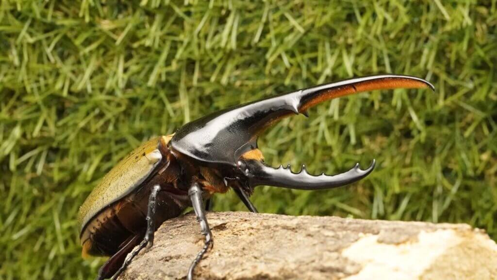 ヘラクレス・ヘラクレス