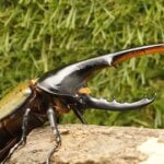 ヘラクレス・ヘラクレス