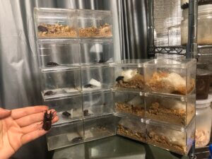 アンティローぺノコギリクワガタ