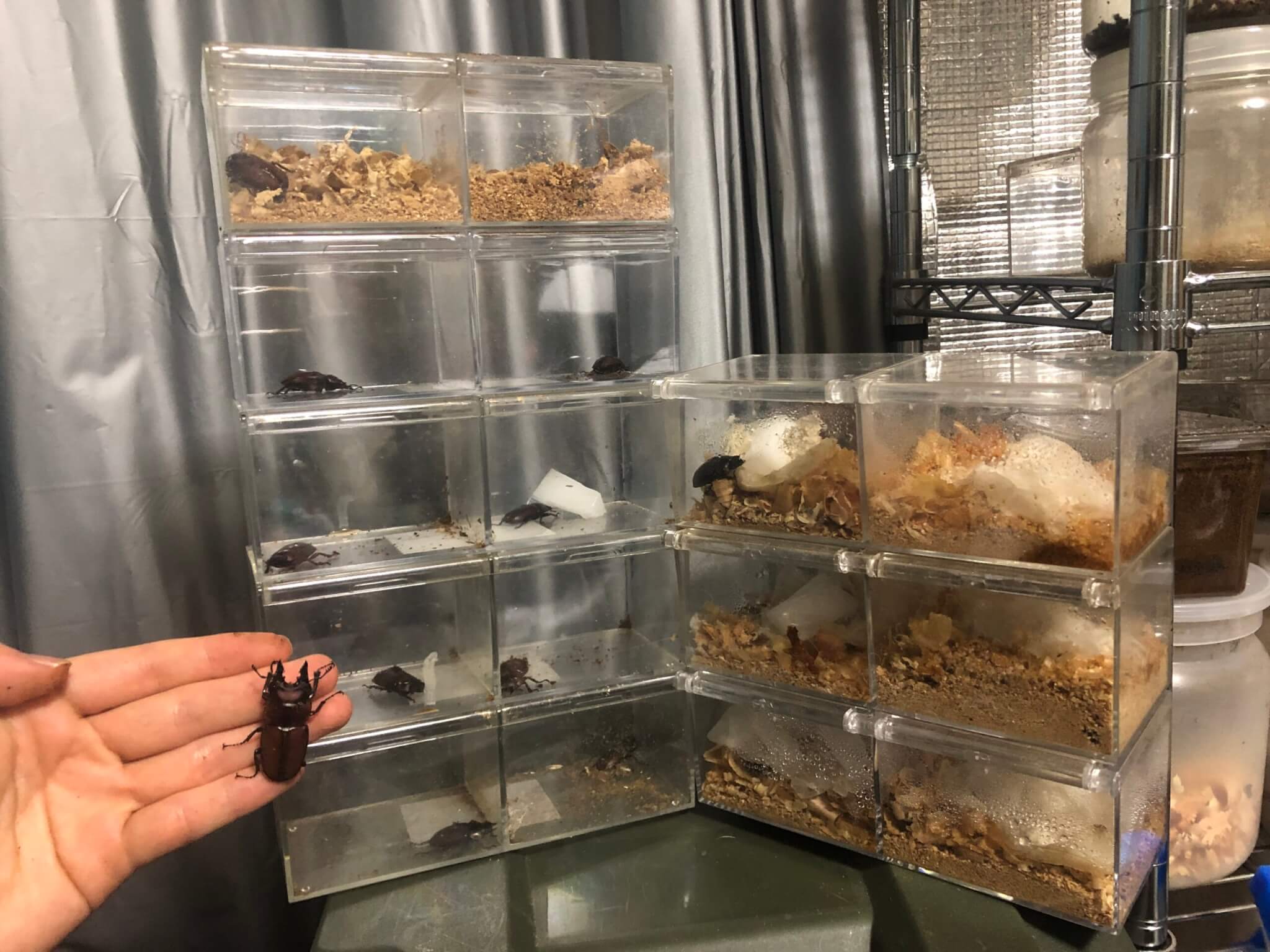 アンティローぺノコギリクワガタ