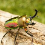 ニジイロクワガタ