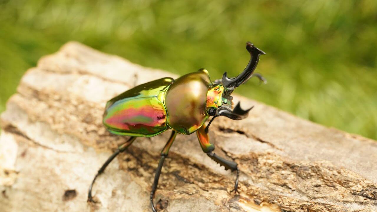 ニジイロクワガタ