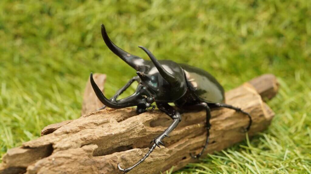 コーカサスオオカブト