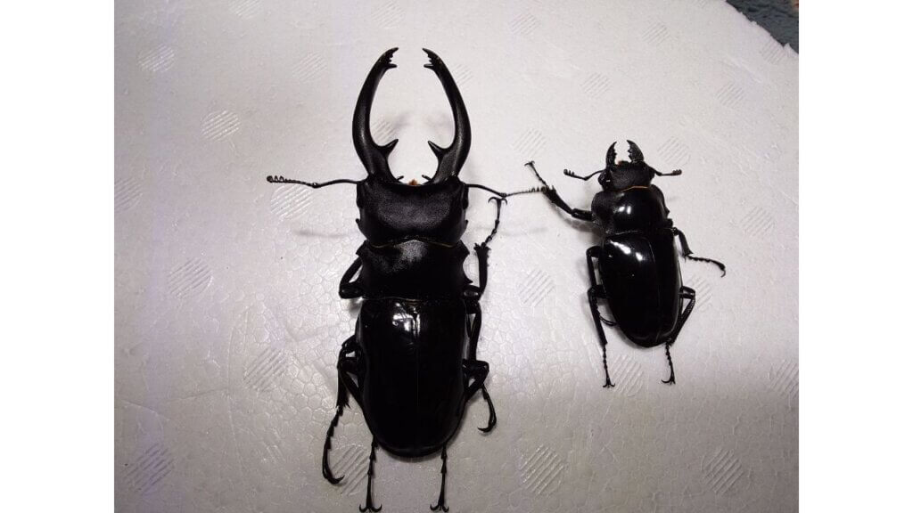 インターメディアツヤクワガタ