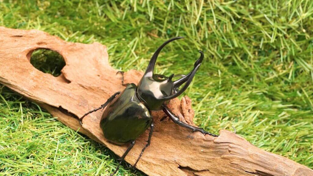 アトラスオオカブト