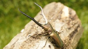 メタリフェルホソアカクワガタ