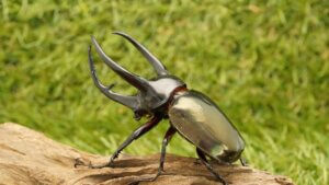 コーカサスオオカブト