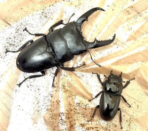 ベトナムヒラタクワガタ