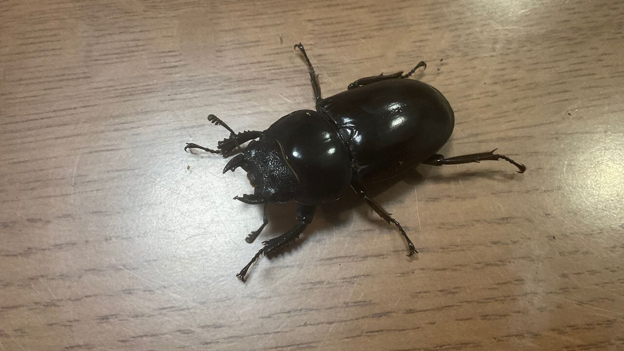 アンタエウスオオクワガタ