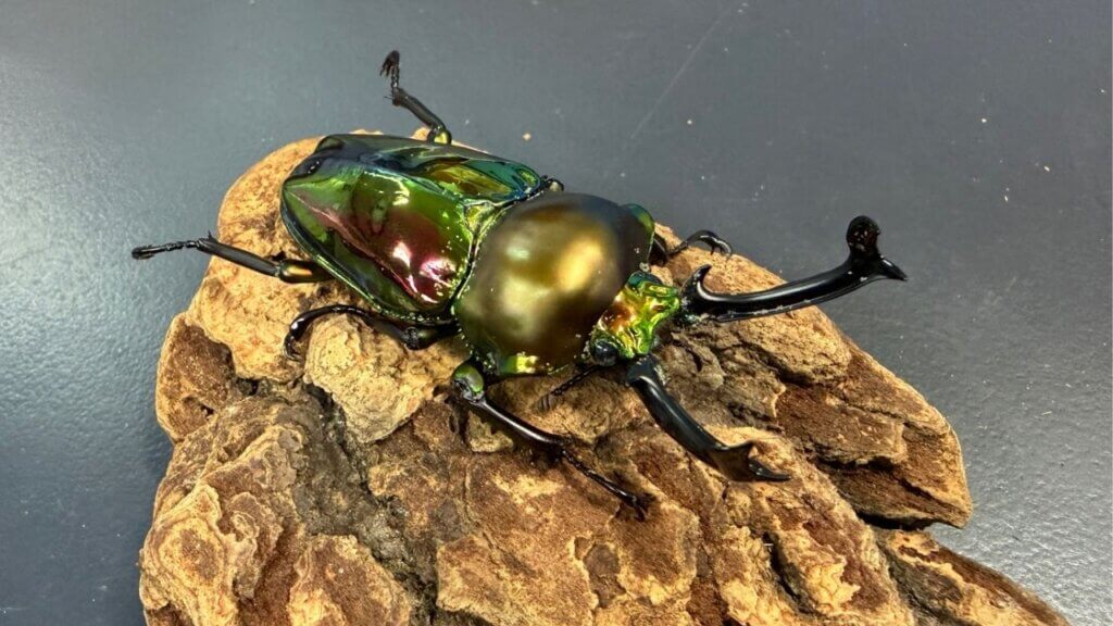 ニジイロクワガタ