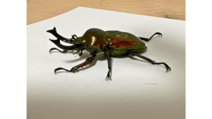 トルコヒメテナガコガネ | クワガタ・カブトムシ飼育情報 | 月夜野きのこ園