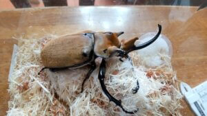 飼育レポート　イイジマゾウカブト