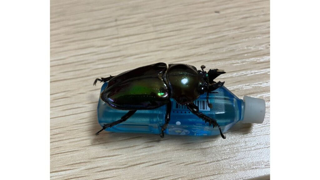 飼育レポート　ニジイロクワガタ