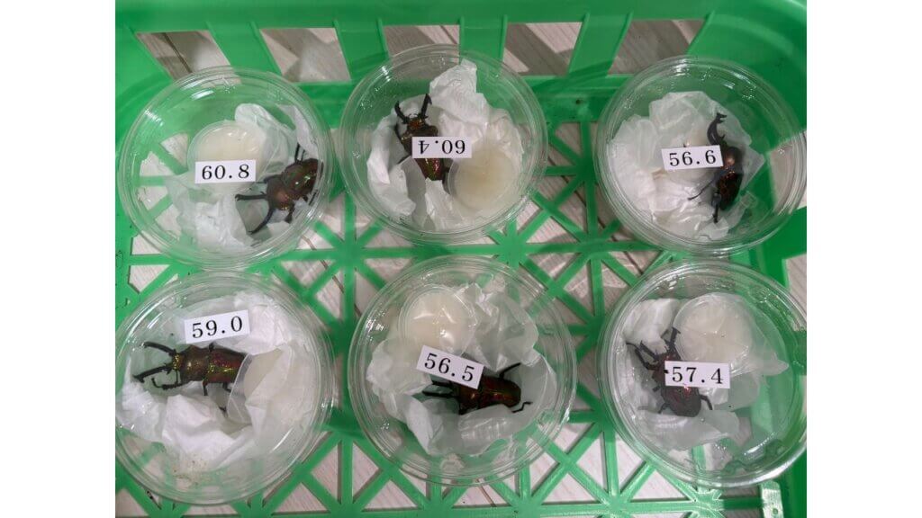 飼育レポート ニジイロクワガタ