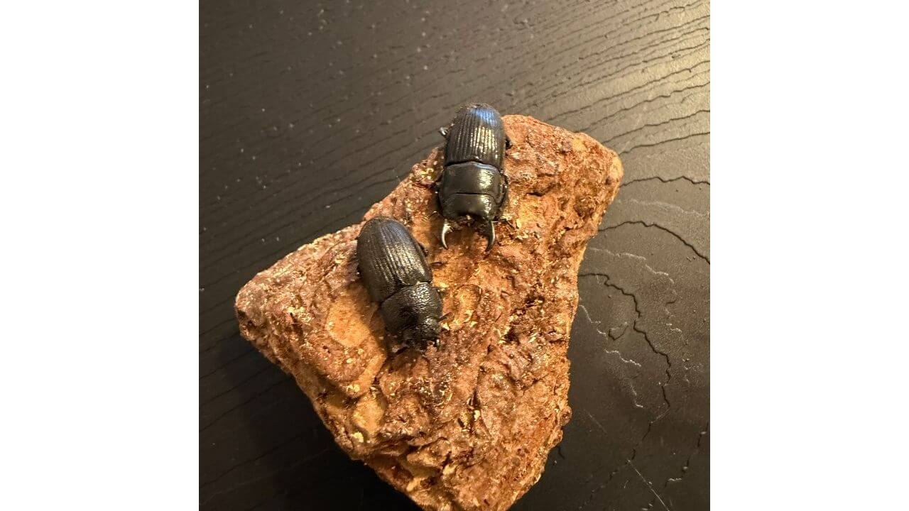 産卵レポート　チェリフェルネブトクワガタ